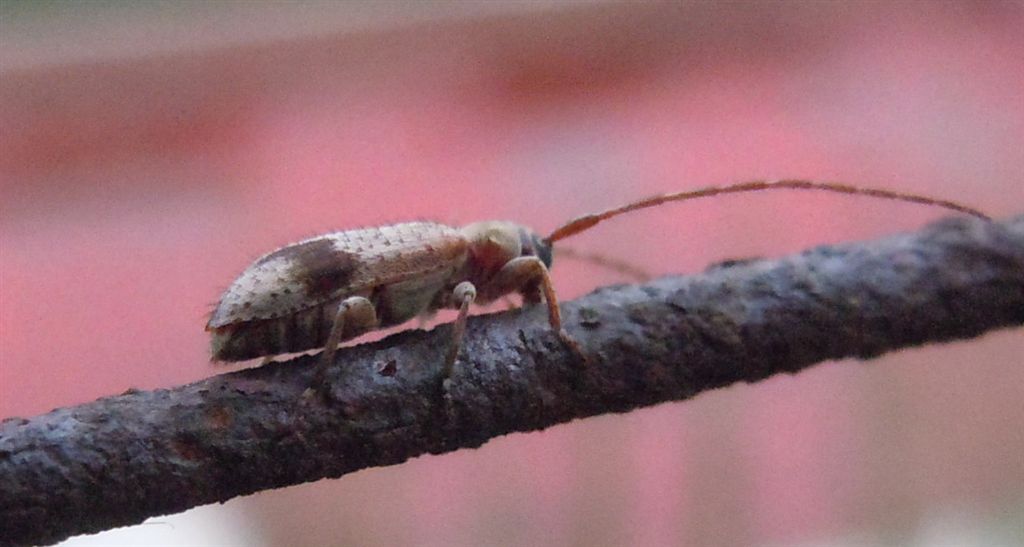 Cerambycidae - Exocentrus punctipennis